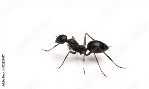 black ant isolated on white background