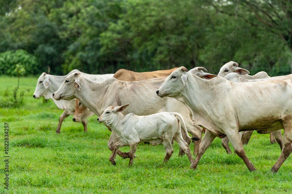 Herd of young brahman cattle in a field, Panama, Central America - stock photo Herd of young brahman cattle in a field, Panama, Central America - stock photo