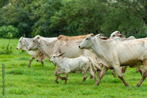 Herd of young brahman cattle in a field, Panama, Central America - stock photo