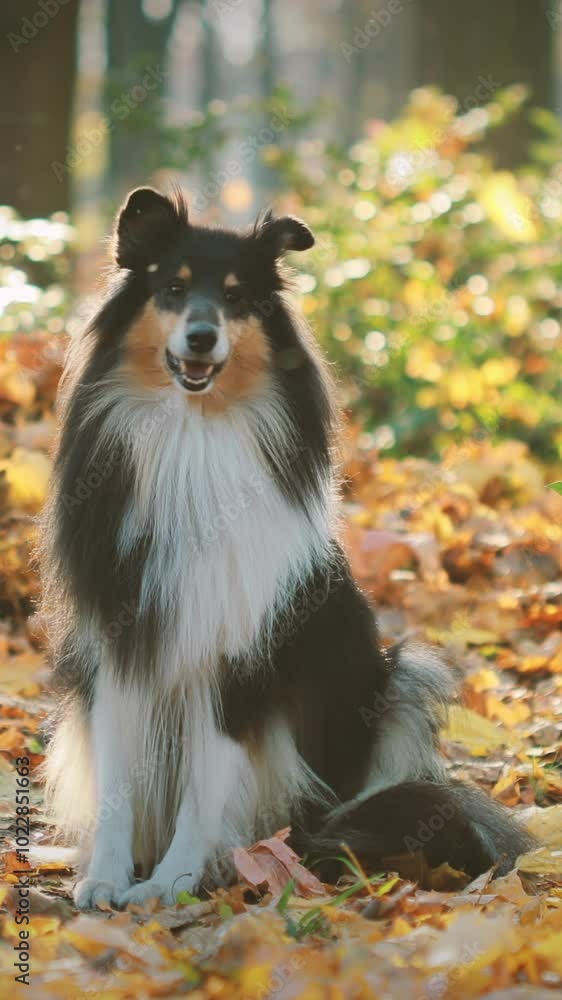 Tricolor Rough Collie, Funny Scottish Collie, Long-haired Collie, English Collie, Lassie Dog Outdoors In Autumn Day. Portrait Tricolor Rough Collie, Funny Scottish Collie, Long-haired Collie, English Collie, Lassie Dog Outdoors In Autumn Day. Portrait