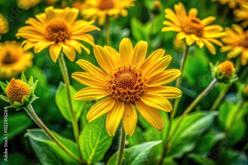 Vibrant Arnica Plant in Natural Habitat Showcasing Its Distinctive Yellow Flowers and Green Leaves