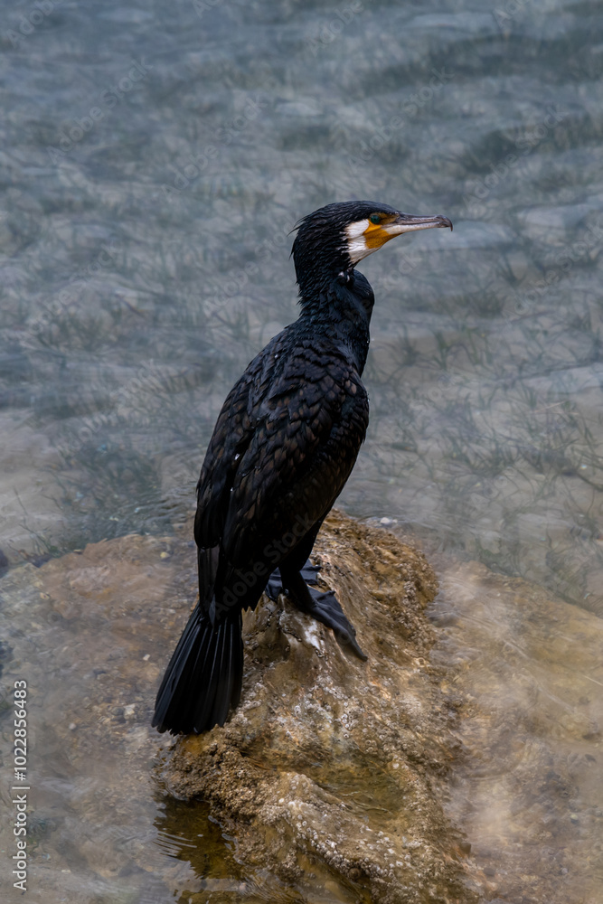 Obraz premium A large cormorant stands on a rock. 