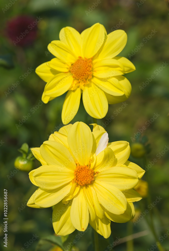 Beautiful close-up of an yellow dahlia flower Beautiful close-up of an yellow dahlia flower