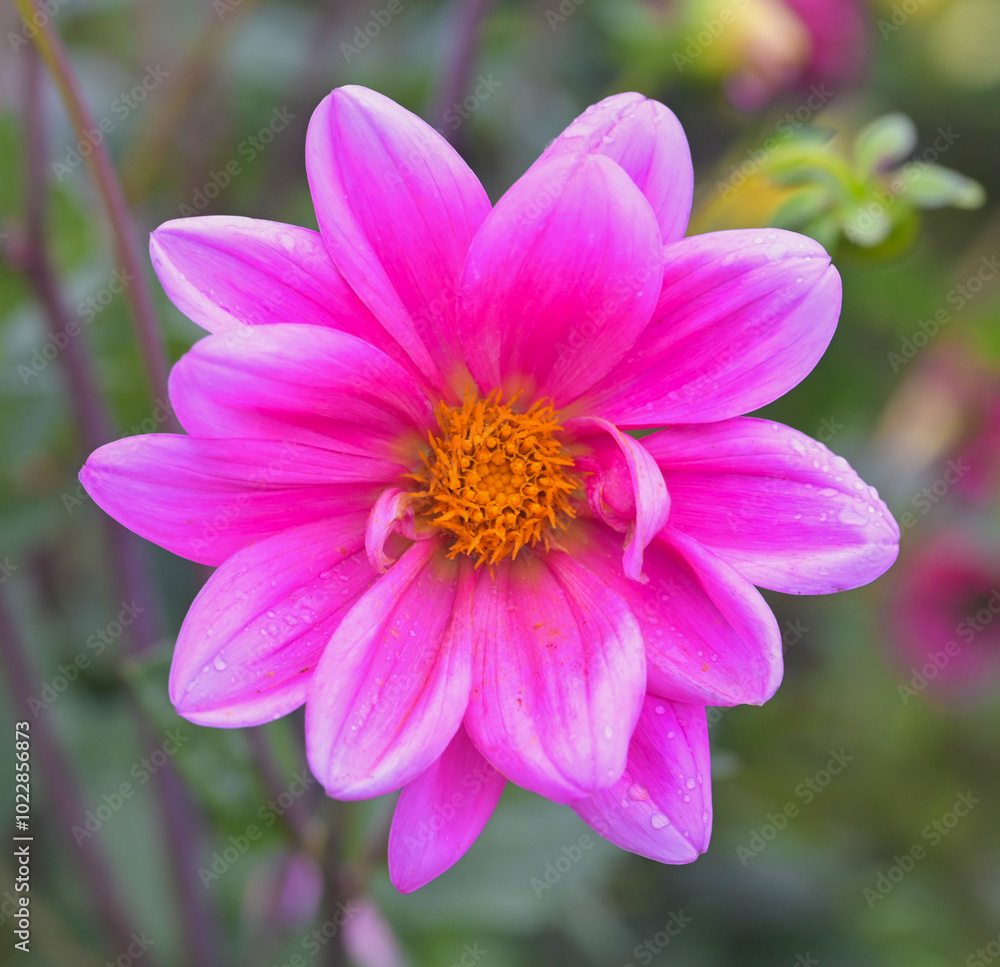 Beautiful close-up of a pink dahlia flower Beautiful close-up of a pink dahlia flower