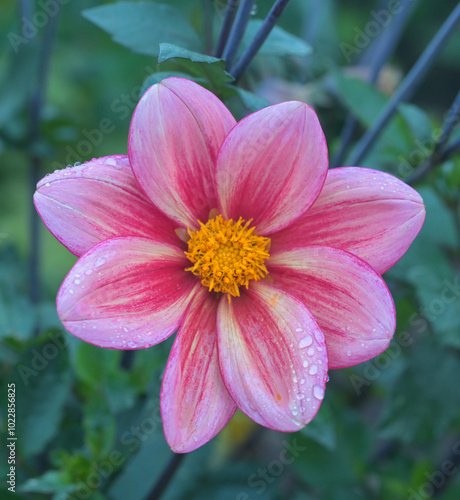 Beautiful close-up of red dahlia flower photo