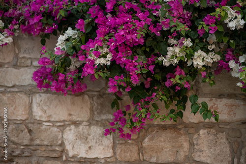 Bougainvillea with beautiful purple and white flowers. grows near the wall of the house