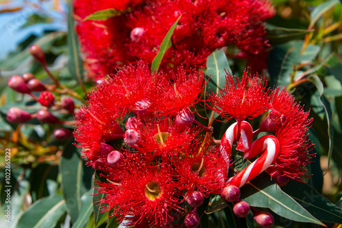 Quadro em tela An Australian Christmas image with a heart shaped with candy cane, amongst an Au
