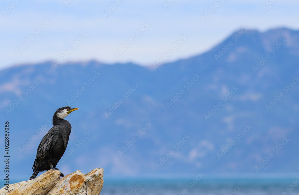 Fototapeta premium cormorant on the rock