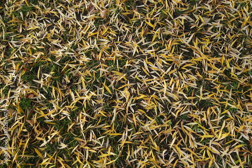 Ground covered with yellow fallen leaves of willow in November