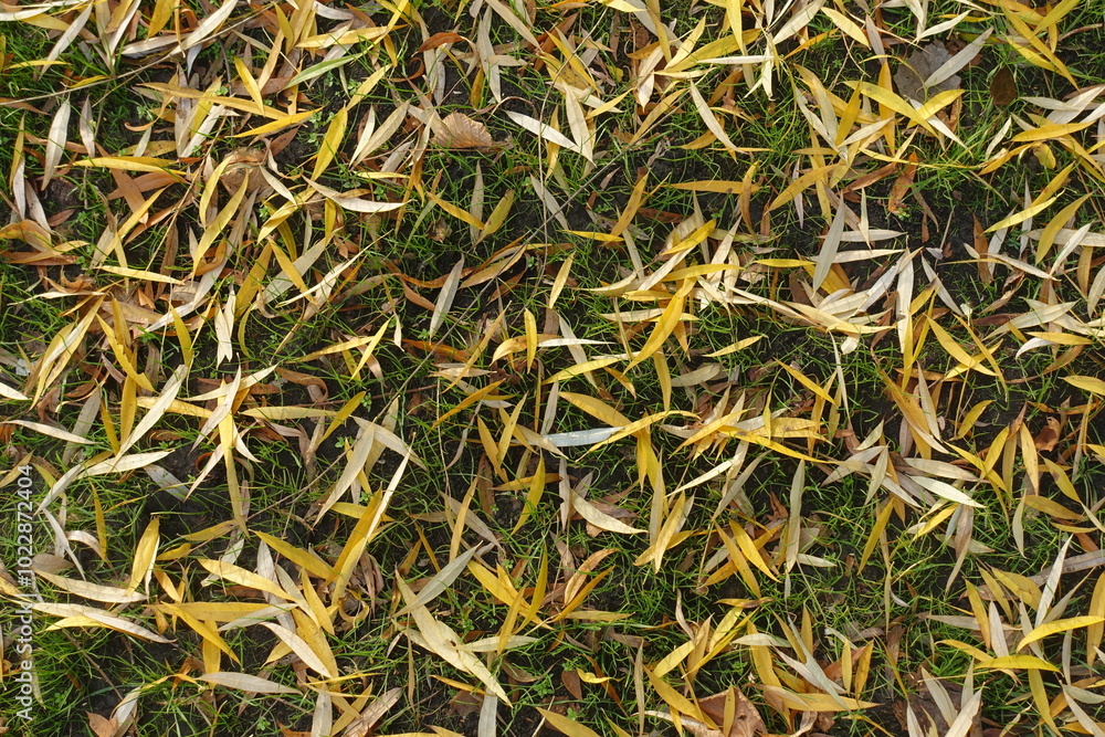 Top view of fallen leaves of willow on the grass in November Top view of fallen leaves of willow on the grass in November