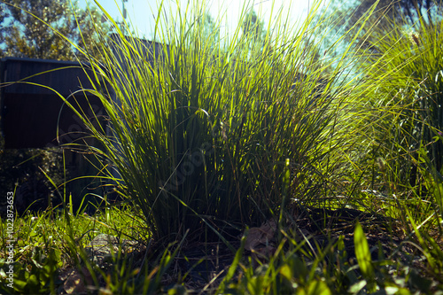 Konstfotografi Tall ornamental grass photographed in backlight
