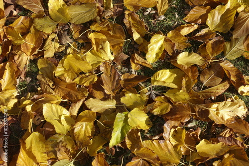 Grassplot covered with fallen leaves of mulberry in October photo