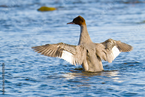 Gänsesäger an der Ostsee im Herbst photo