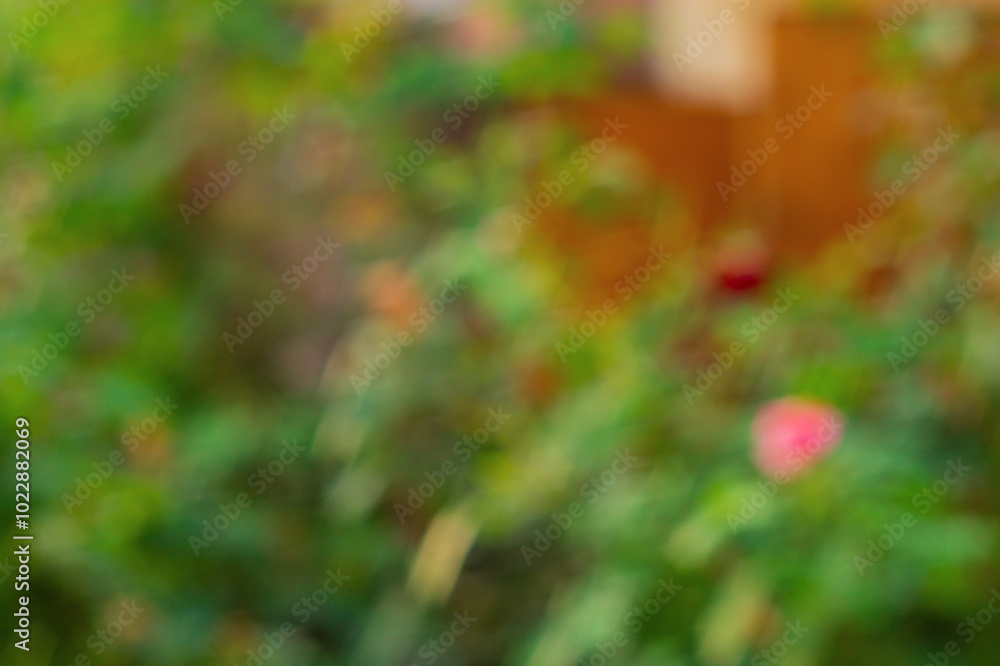 Blurred background with rose plant shrubs in the garden with green leaves, space is flooded with yellow sunlight during summer sunset. Backdrop blank with no focus, natural surroundings, blur, light Blurred background with rose plant shrubs in the garden with green leaves, space is flooded with yellow sunlight during summer sunset. Backdrop blank with no focus, natural surroundings, blur, light