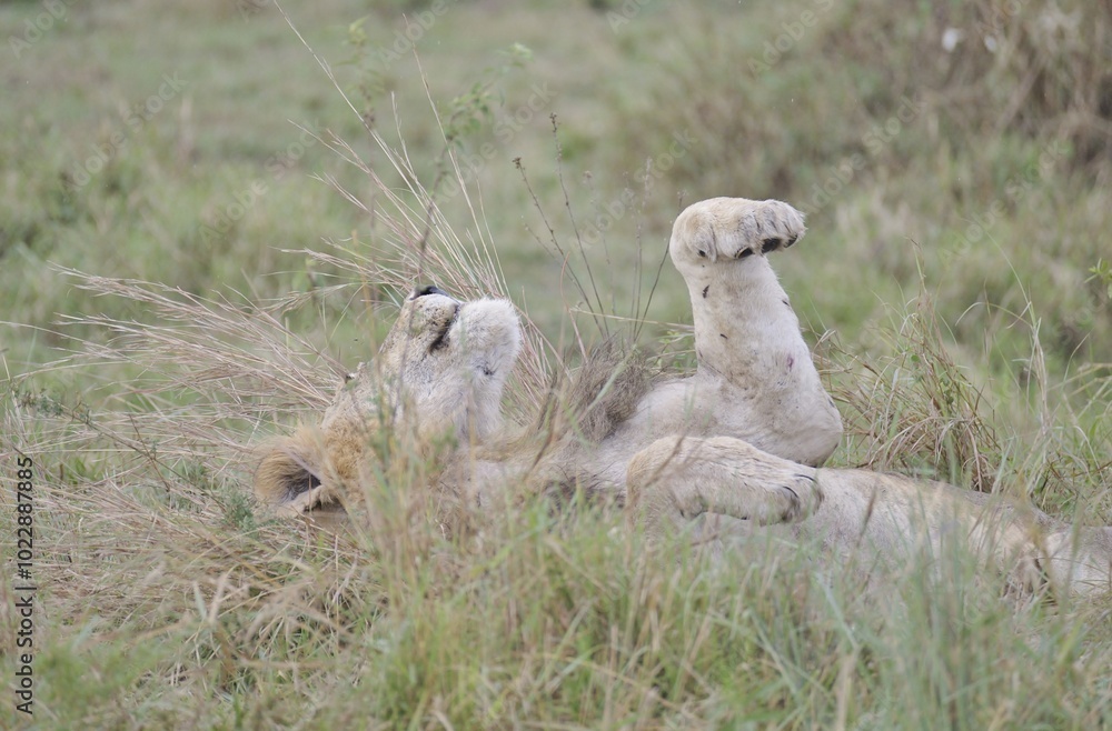 Fototapeta premium A male Lion lay in the long grass in Africa.