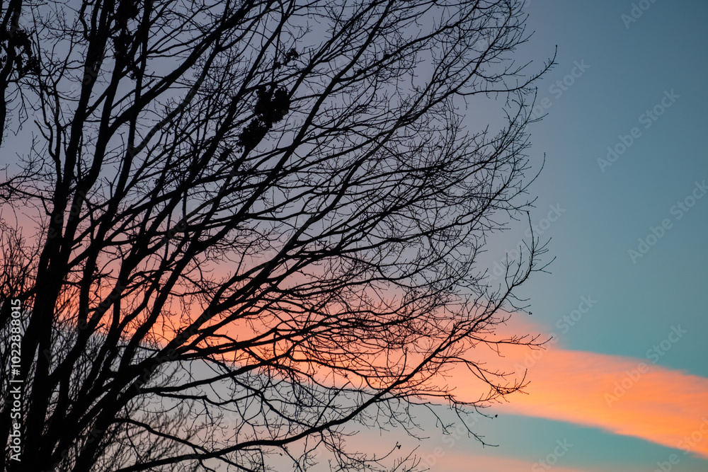 A breathtaking silhouette of leafless trees set against the vibrant and colorful hues of a stunning sunset A breathtaking silhouette of leafless trees set against the vibrant and colorful hues of a stunning sunset