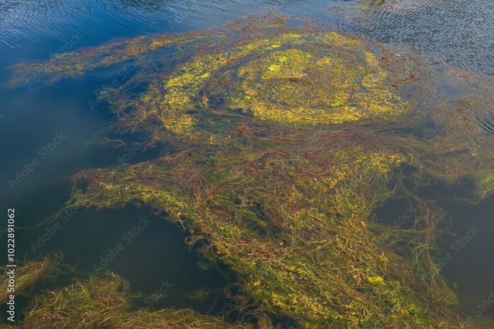 Abstract pattern of floating grass in a pond. Abstract pattern of floating grass in a pond.