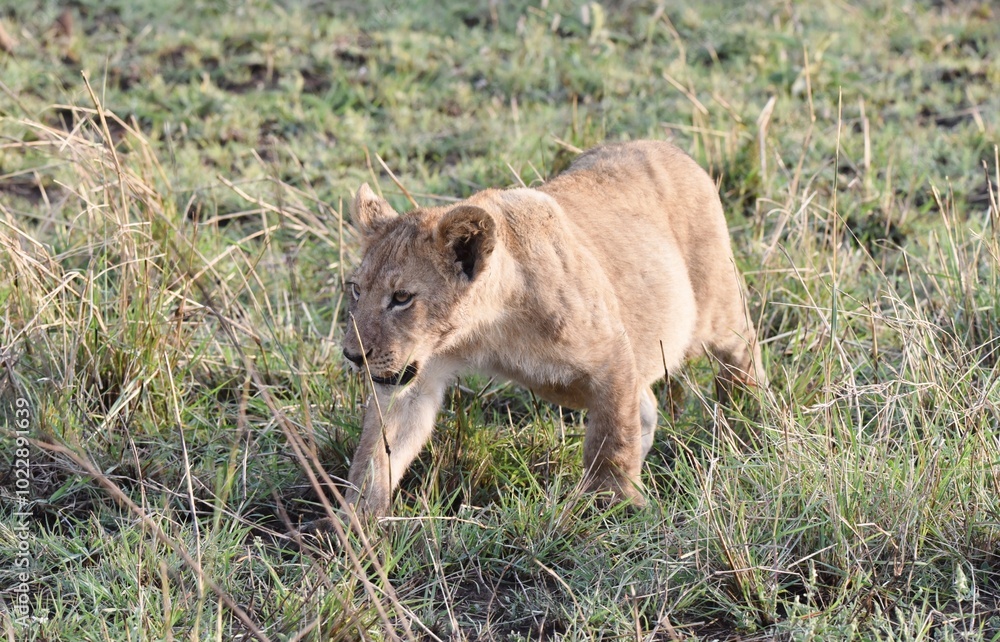 Close up of a Lion Cub walking in grass. Close up of a Lion Cub walking in grass.