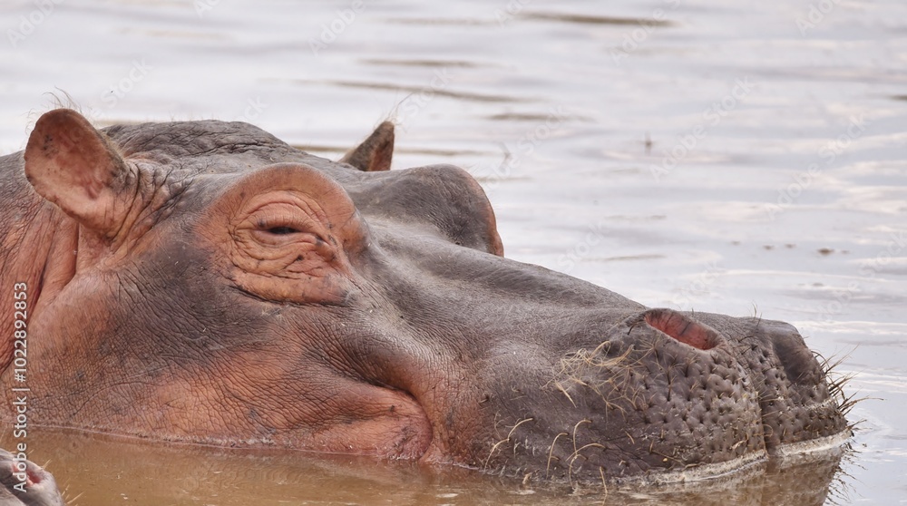 The Head of a Hippopotamus in water. The Head of a Hippopotamus in water.