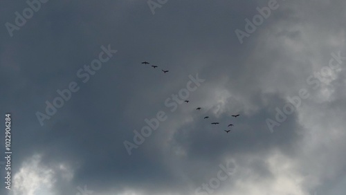 Wallpaper Mural A flock of birds flying in formation against a dramatic cloudy sky. Torontodigital.ca