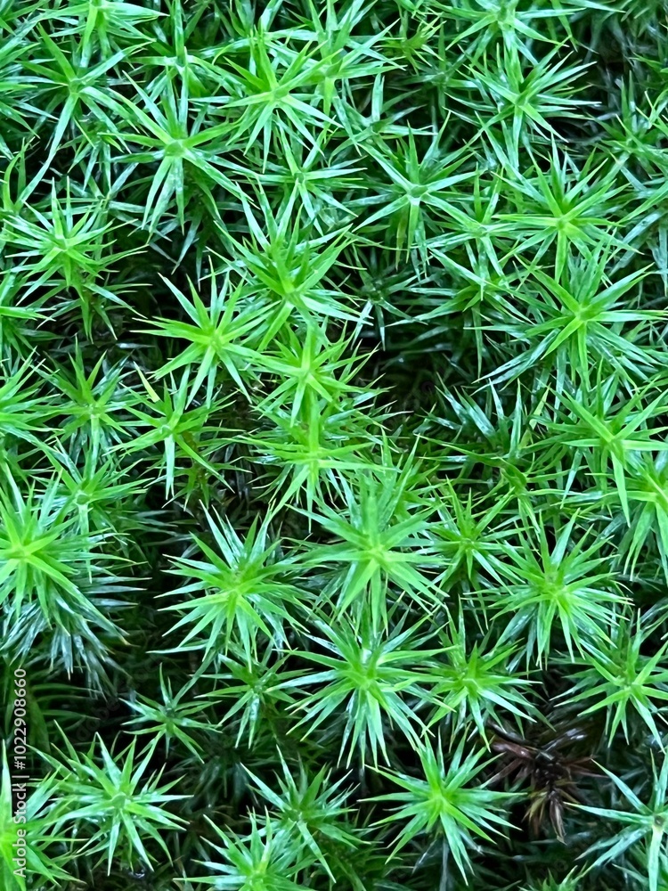 Green moss in the forest. Polytrichum formosum close-up. Beautiful natural background. Green moss in the forest. Polytrichum formosum close-up. Beautiful natural background.