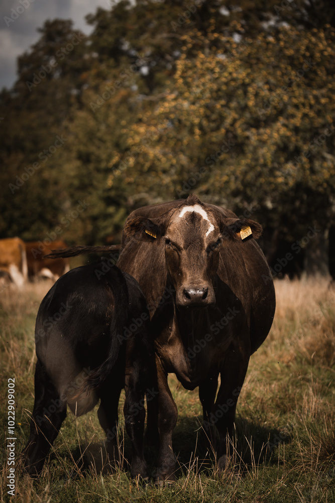 protective cow with calf protective cow with calf