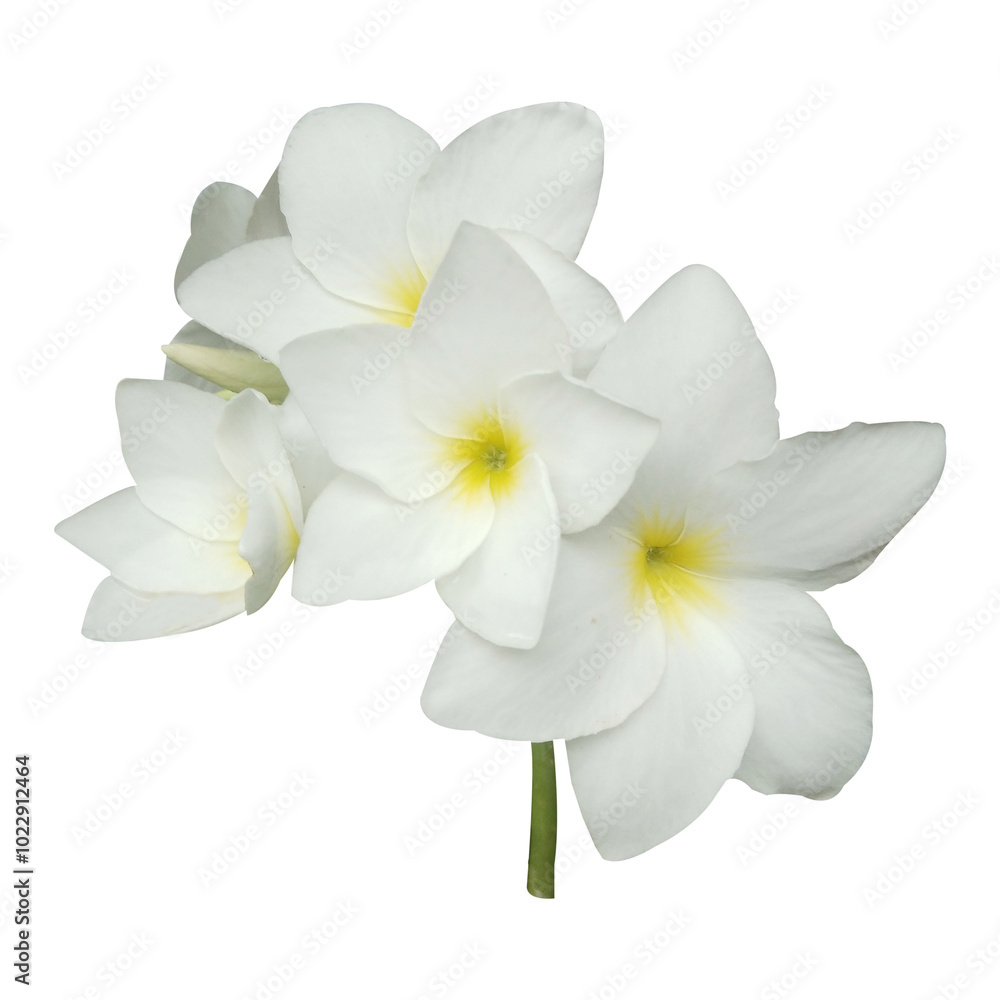 White Plumeria pudica Flowers Stock Photo White Plumeria pudica Flowers Stock Photo