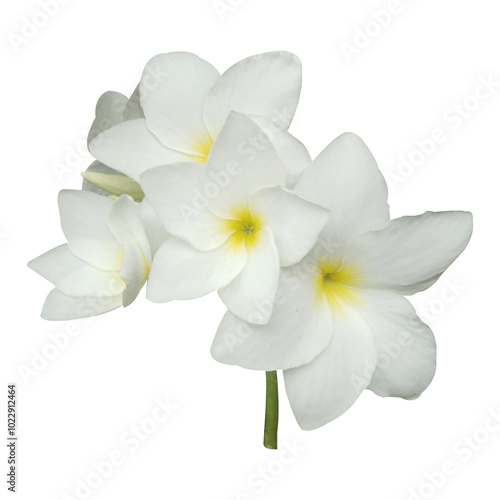 Wallpaper Mural White Plumeria pudica Flowers Stock Photo Torontodigital.ca