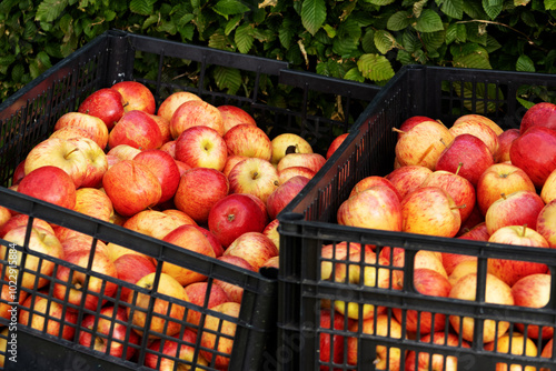 two black plastic boxex filled with rosy red and yellow apples with a hedge in the background photo