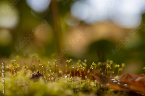 Aufnahme von Hornzahnmoos im Herbstfarben mit Wassertropfen.