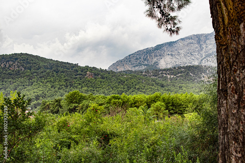 beautiful pomegranate trees with fruits and beautiful mountain landscape in the background in Kemer/ Antalya Turkey