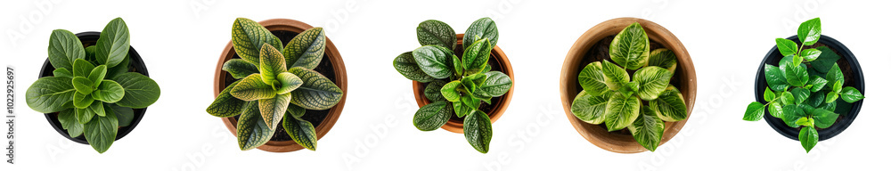 different houseplants isolated on a transparent or white background, top view, for design or decoration, cut-out, PNG different houseplants isolated on a transparent or white background, top view, for design or decoration, cut-out, PNG
