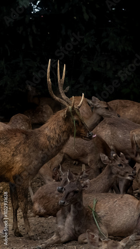 High-resolution image of a group of brown deer (Cervidae) standing together in a lush, green meadow. The foreground features a prominent brown deer with graceful antlers, standing alert while surround