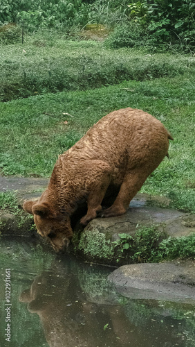 High-quality close-up of a brown bear (Ursus arctos) drinking water from a serene river in its natural habitat. The bear’s thick, brown fur is slightly wet, and its large paws rest on the riverbank