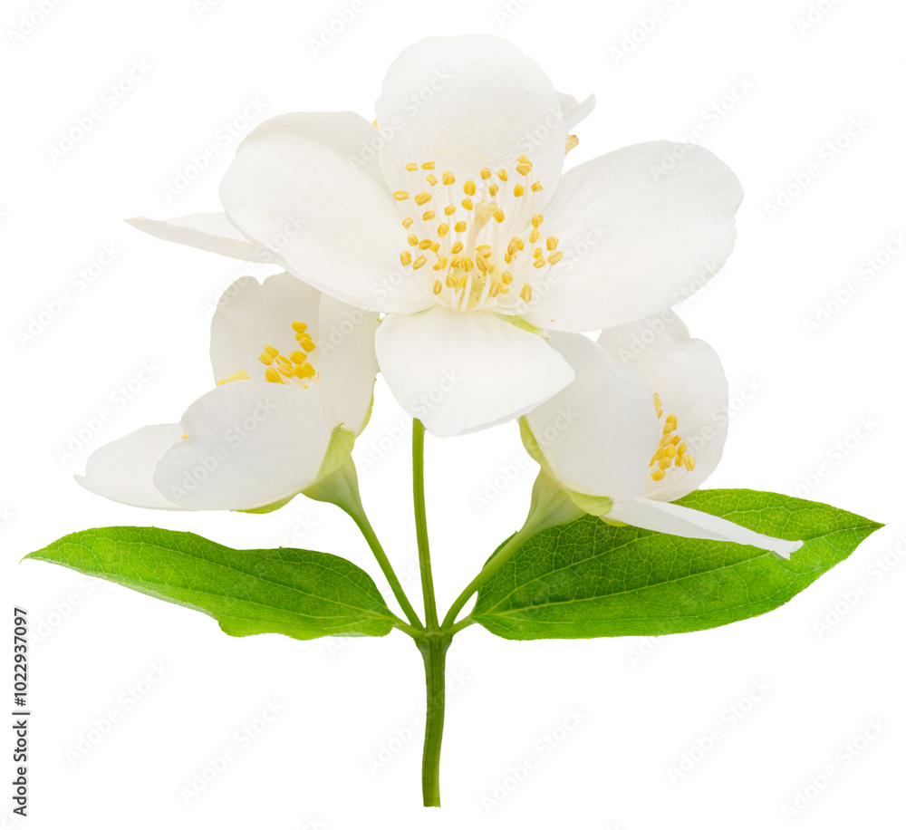Obraz premium Delicate jasmine flowers isolated on white background. File contains clipping paths.