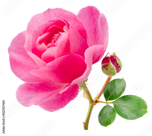 Pink rose and rose bud or Bulgarian or Damask rose, is used as a flavoring ingredient in culinary and perfume production. File contains clipping path.