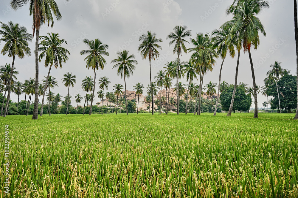 Granite giants watching over the rice fields of Anegundi