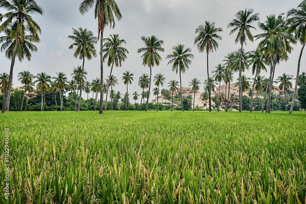 Granite giants watching over the rice fields of Anegundi