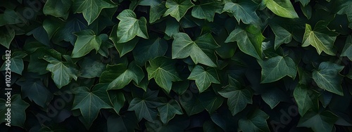 A dense wall of green ivy leaves, captured in high resolution for an enchanting and realistic wallpaper