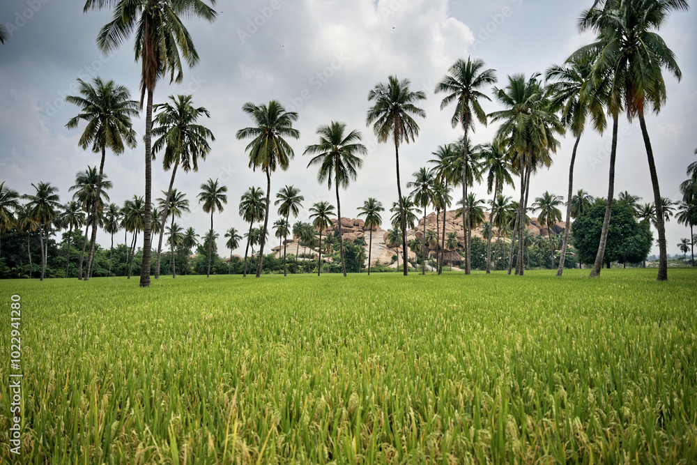Granite giants watching over the rice fields of Anegundi