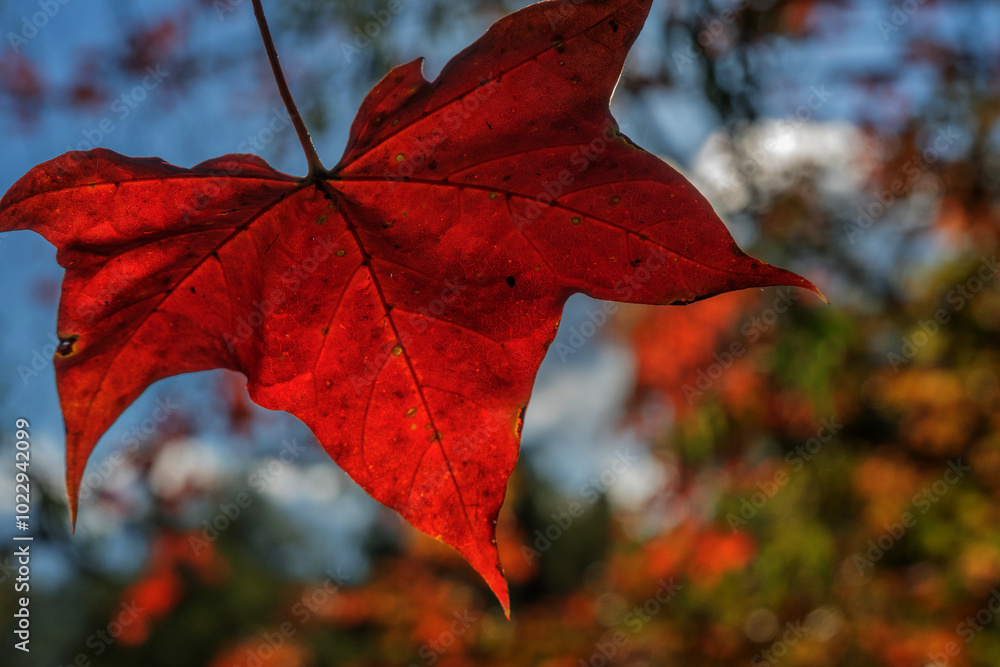 Fototapeta premium red maple leaf