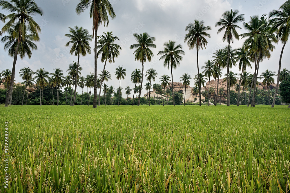 Granite giants watching over the rice fields of Anegundi