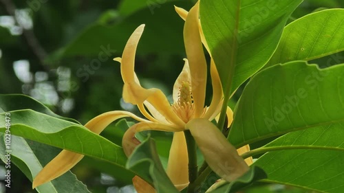  Ylang-ylang flower