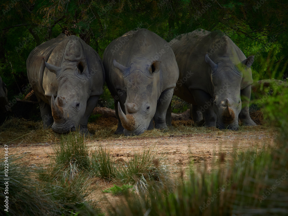 Fototapeta premium Group of rhinoceros in nature