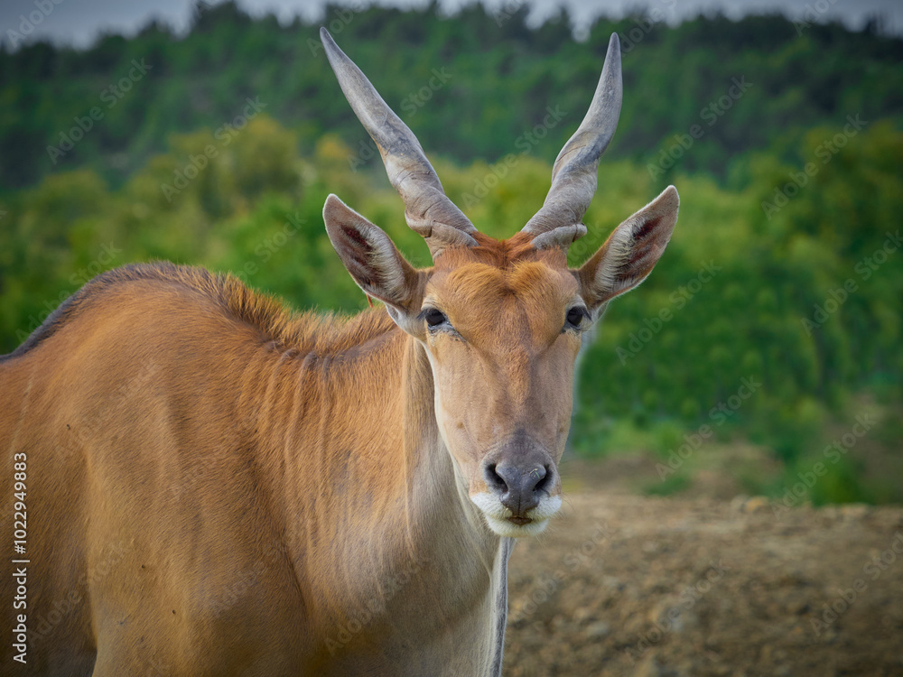 Potrait cape antelope in natural habitat (Tragelaphus oryx) Potrait cape antelope in natural habitat (Tragelaphus oryx)