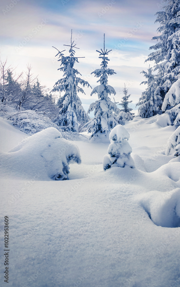 Sunny morning scene in the mountain forest.