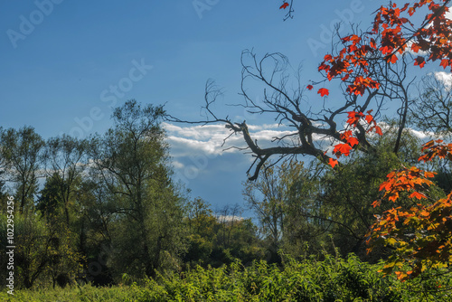 tree in autumn