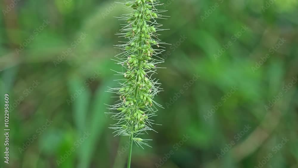 Ocimum flower Ocimum flower