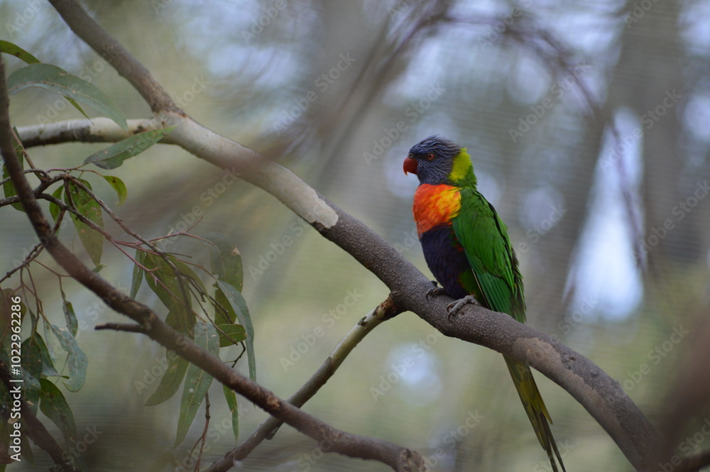 Rainbow Lorikeet On Branch Rainbow Lorikeet On Branch