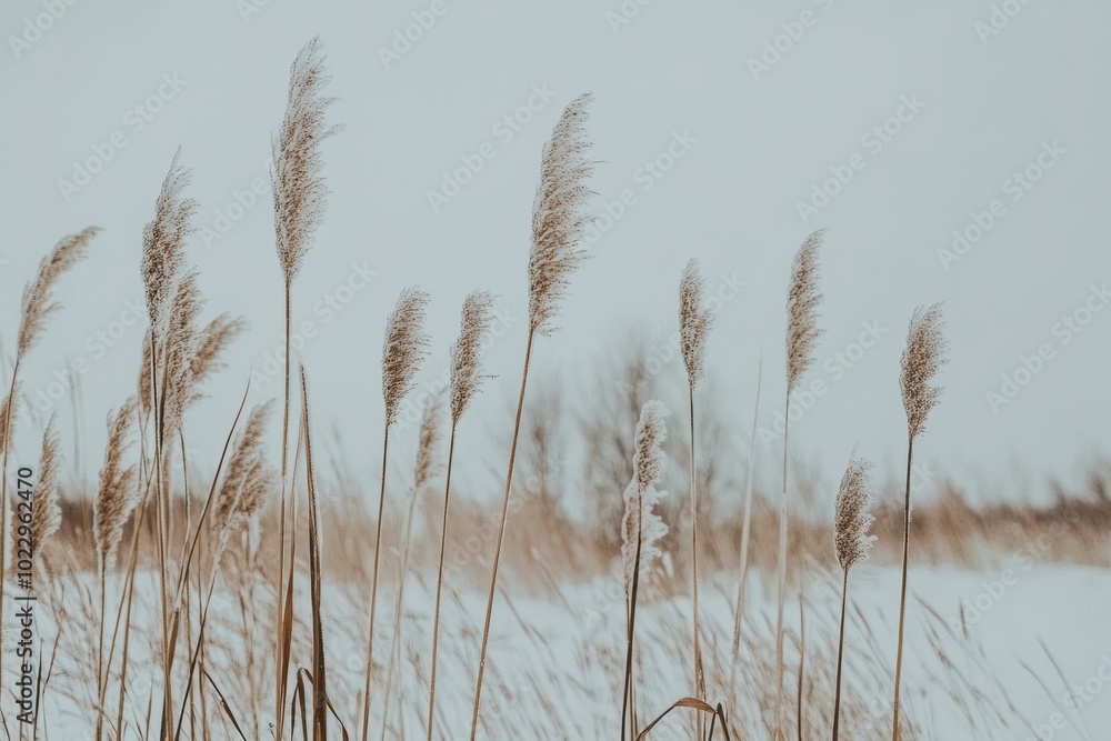 Snow-covered area with dry grass and small trees. The edge of the snowy forest on the horizon. There is a cloudy sky in the background. Snow-covered area with dry grass and small trees. The edge of the snowy forest on the horizon. There is a cloudy sky in the background.